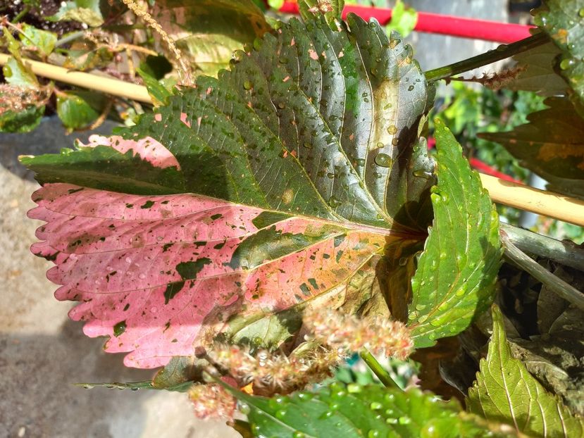  - Talpeș Balmes 2022