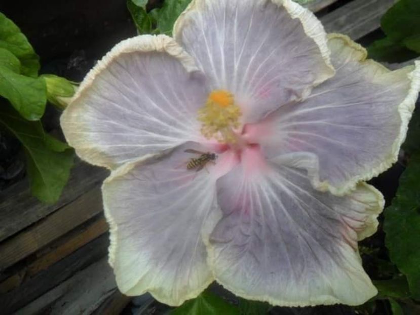  - Talpeș Balmes 2022