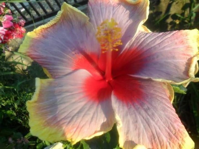  - Talpeș Balmes 2022