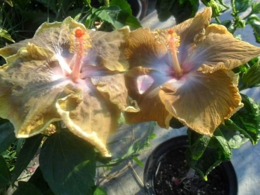  - Talpeș Balmes 2022