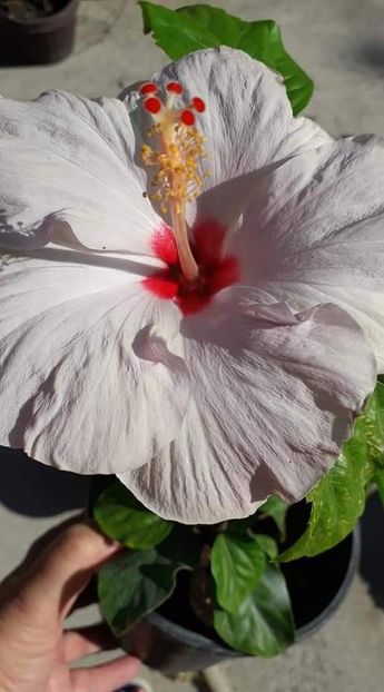  - Talpeș Balmes 2022