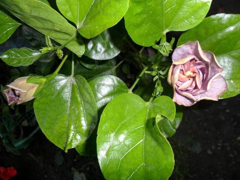  - Talpeș Balmes 2022