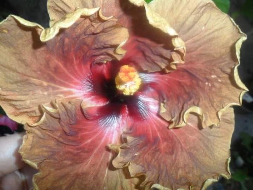  - Talpeș Balmes 2022