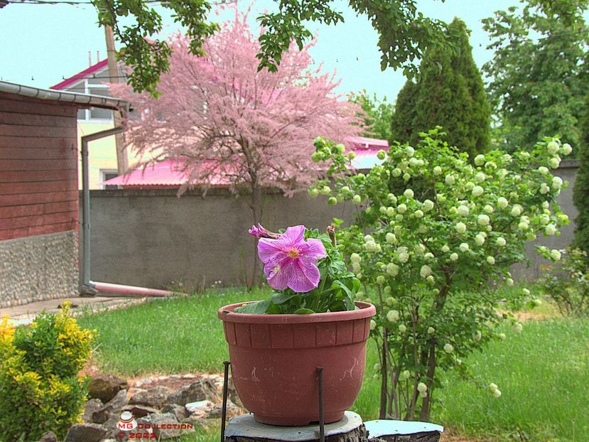 w-Primavara in gradina-Spring in the Garden - PEISAJE-PARCURI-PARKS-LANDSCAPES