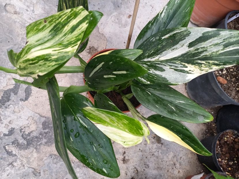  - Talpeș Balmes 2022