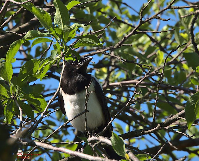 w-Cotofana-Magpie - PASARI - BIRDS