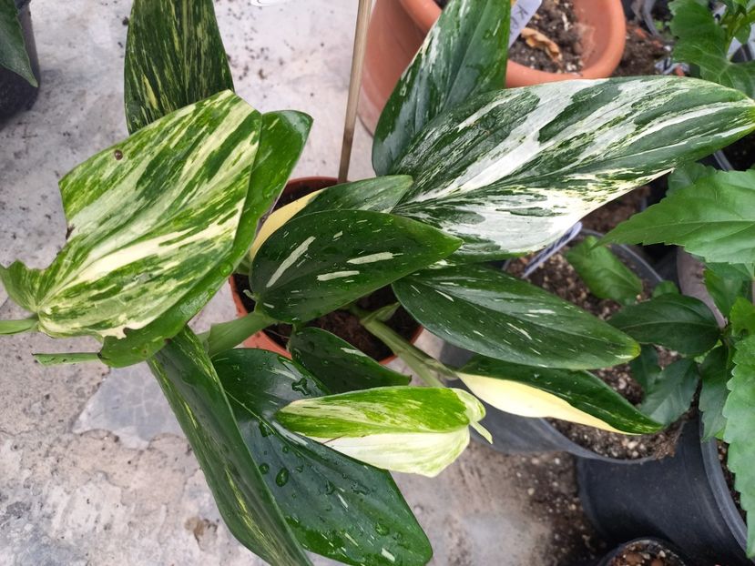  - Talpeș Balmes 2022