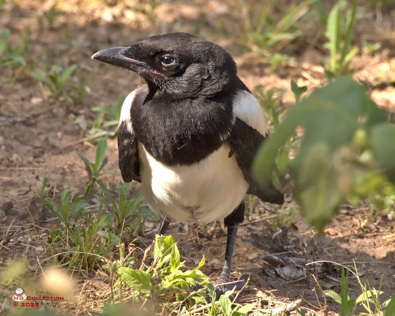 w-Pui de cotofana-Magpie baby bird - PASARI - BIRDS