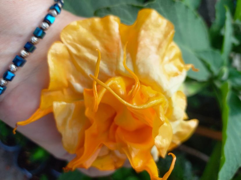  - Talpeș Balmes 2022