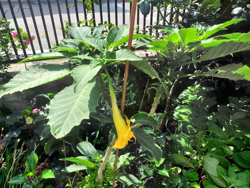  - Talpeș Balmes 2022