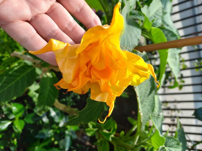  - Talpeș Balmes 2022