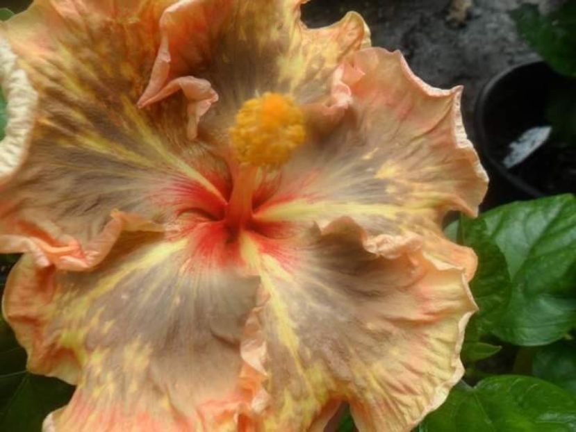  - Talpeș Balmes 2022