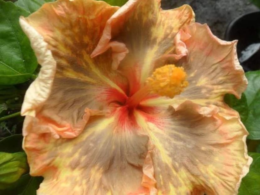  - Talpeș Balmes 2022