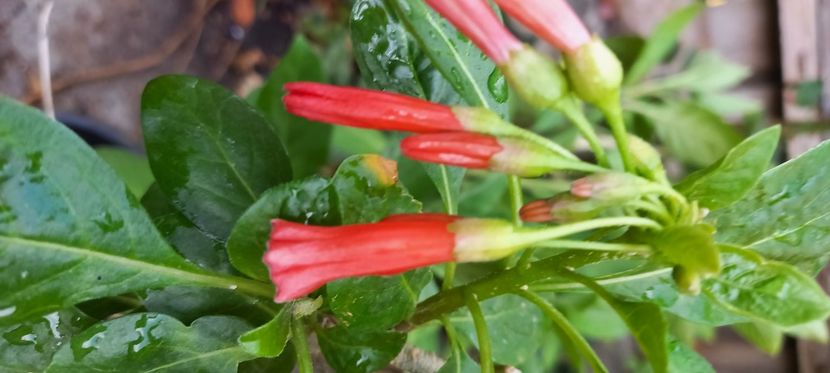  - Talpeș Balmes 2022