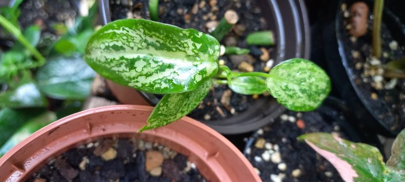  - Talpeș Balmes 2022