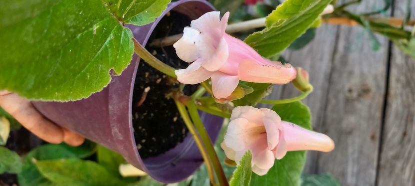  - Talpeș Balmes 2022