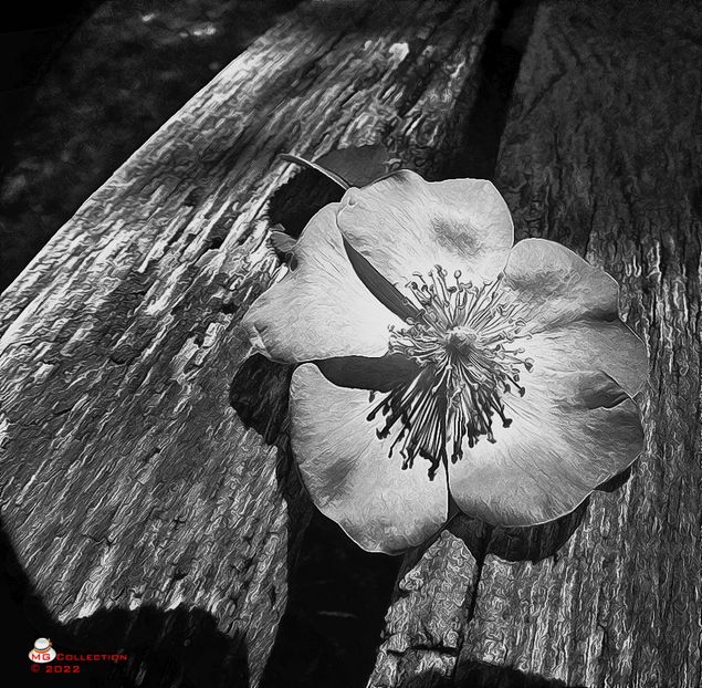 w-BW - DECO ART