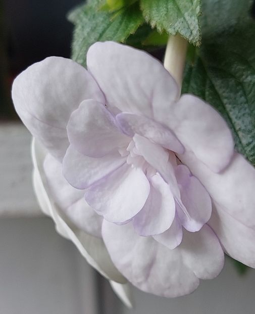  - Double Picotte Rose