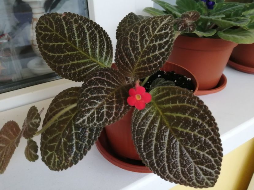  - EPISCIA