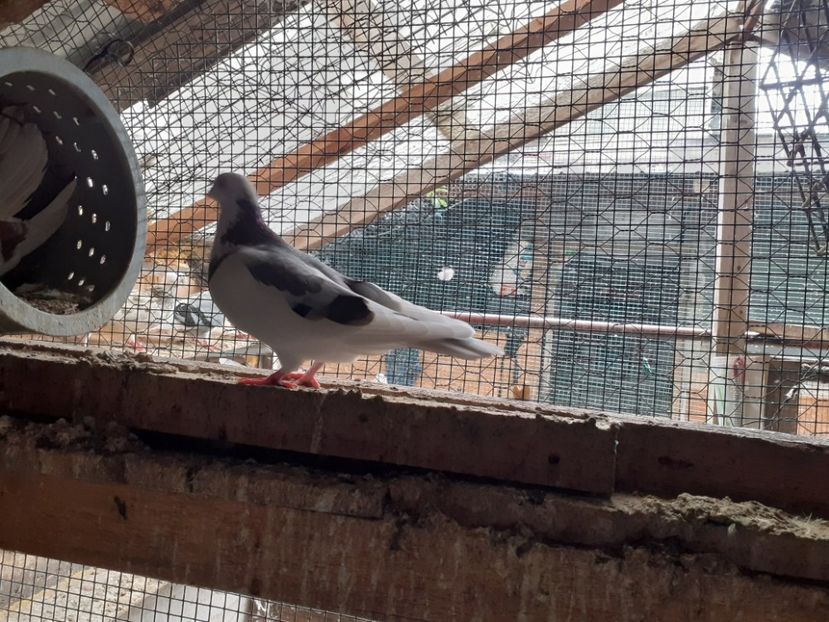  - 4-Jucatori de Galati