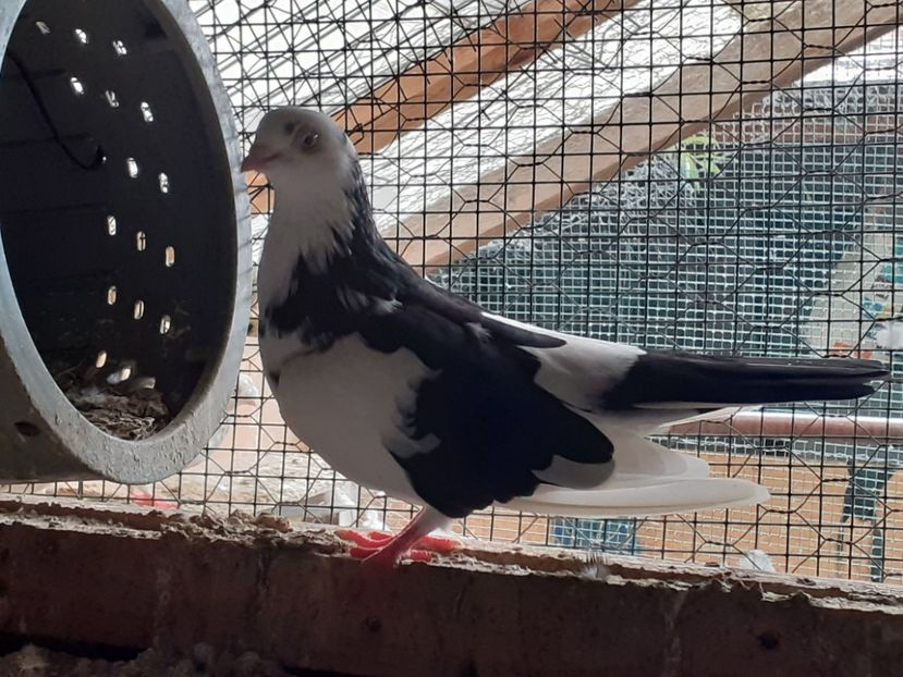  - 4-Jucatori de Galati