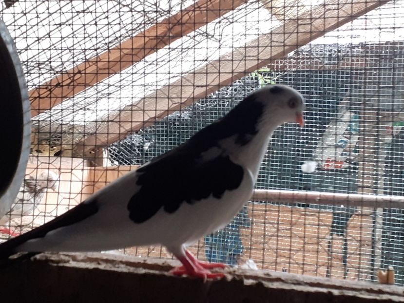  - 4-Jucatori de Galati