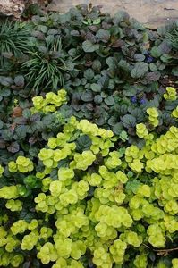 Ajuga mahogany si lizinca3 - LIZINCA AUREA vesnic verde