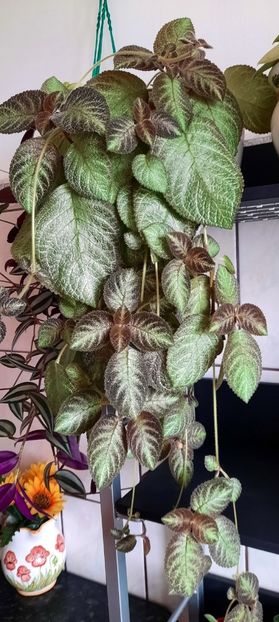  - Episcia