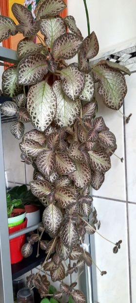  - Episcia