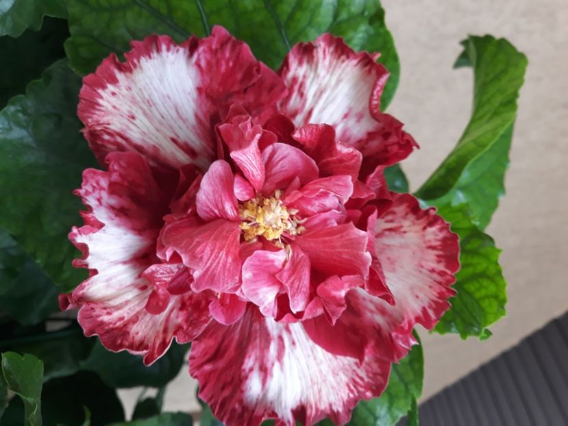 Rezervat Cherry Ice - 50 lei 1 BUC - disponibil lastari neinradacinati de hibiscus
