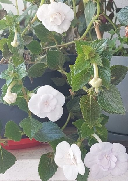  - Double Picotte Rose