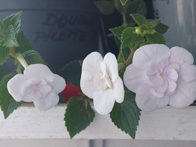  - Double Picotte Rose