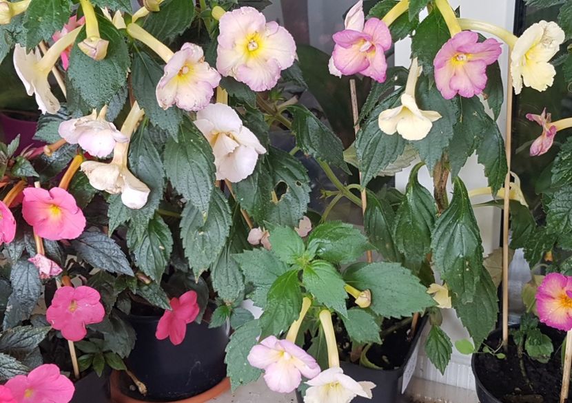  - Yellow English Rose p