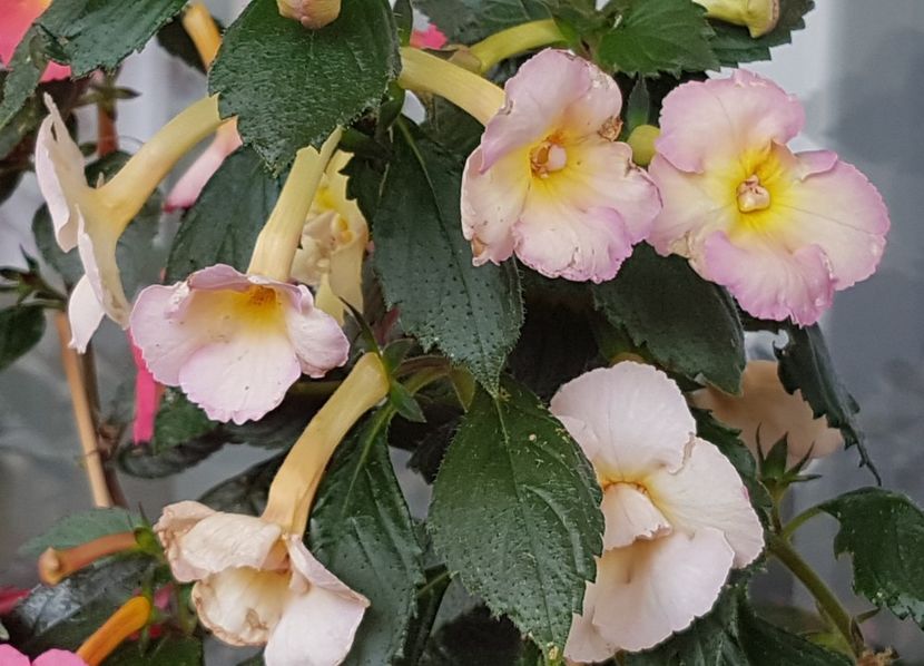  - Yellow English Rose p