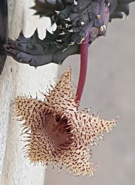 Huernia hystrix var. Nova - Stapeliade 2018-2021-2022-2024-2025