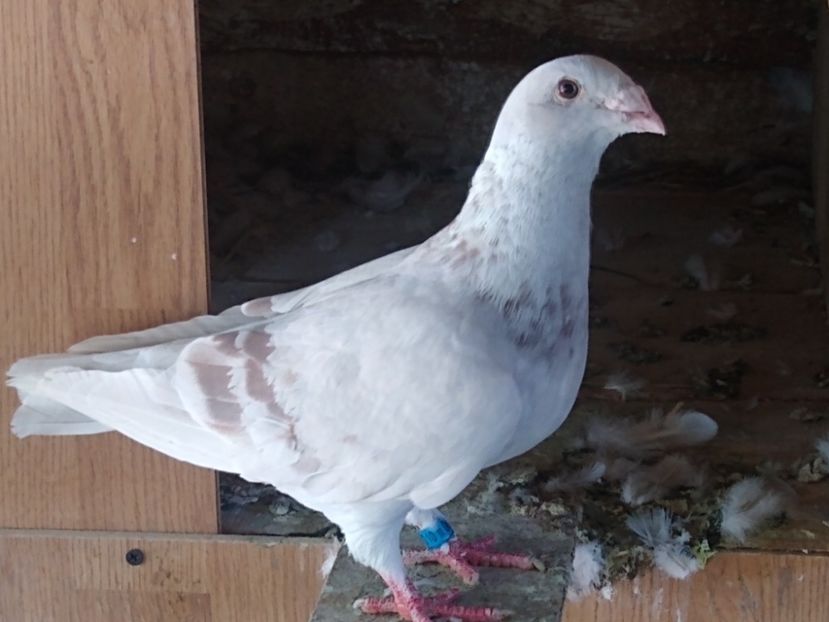 MVIMG_20220828_145710720 - Porumbei standard