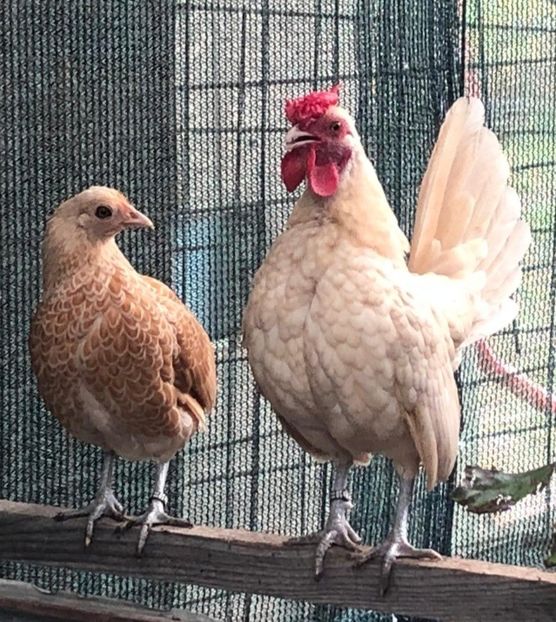 Screenshot_20220902-170514_WhatsApp - GSB tineret 2022