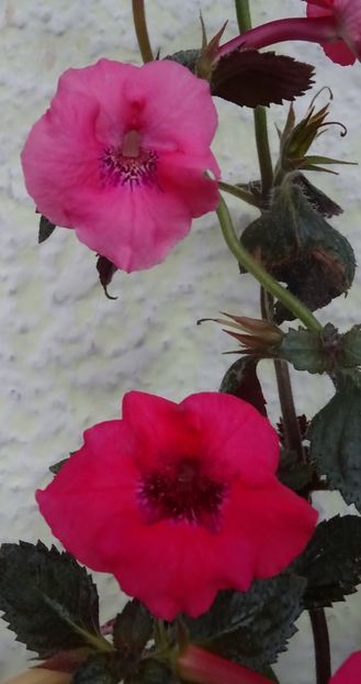  - 0001 2022 - Red Spectacular