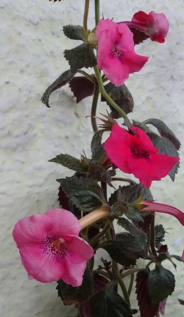  - 0001 2022 - Red Spectacular