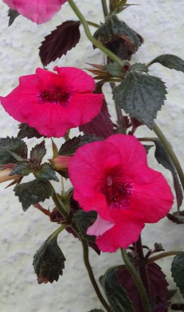  - 0001 2022 - Red Spectacular