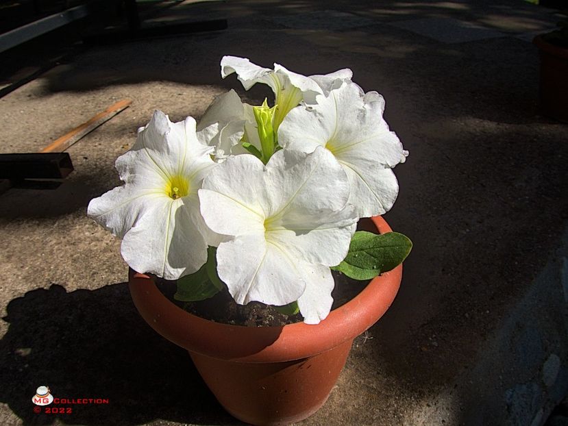 w-Petunie alba-White Petunia - FLORI - FLOWERS