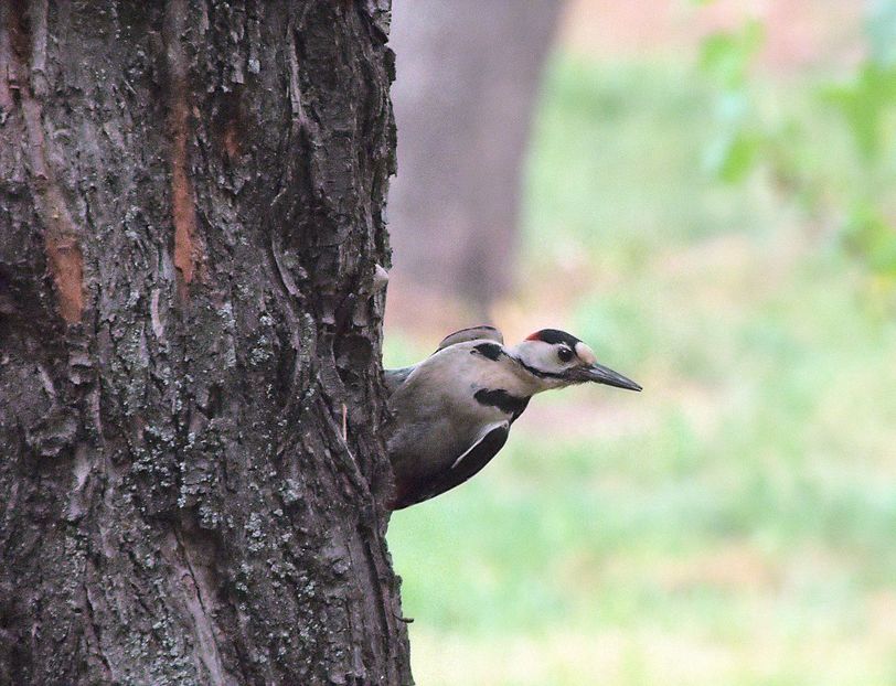 w-Ciocanitoarea curioasa-Curiosity - PASARI - BIRDS