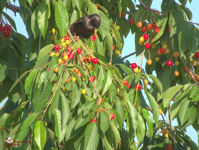w-Graur la cirese-Starling eating cherys - PASARI - BIRDS