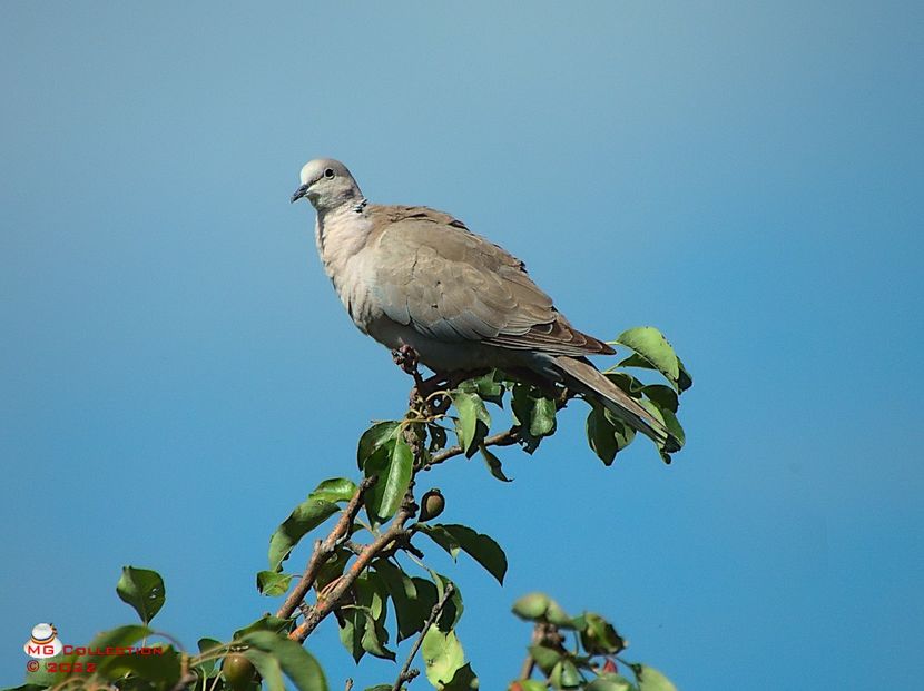 w-Gugu - PASARI - BIRDS