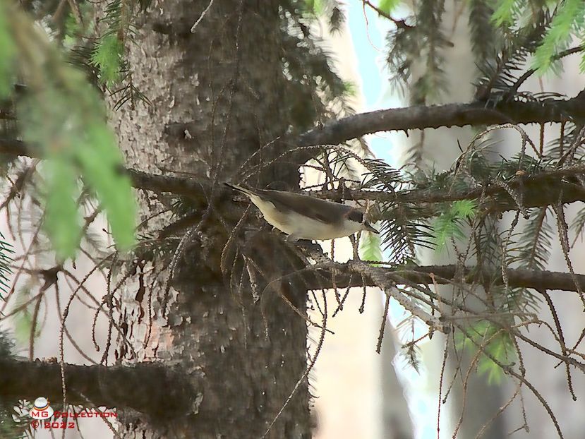 w-Pitulice fluieratoare-Redbreast Bird - PASARI - BIRDS