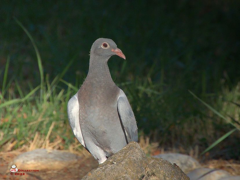 w-Porumbel voiajor-Dove - PASARI - BIRDS