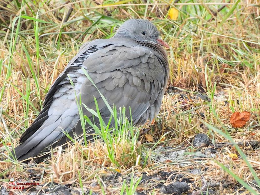 w-Pui de Gugustiuc-Ringdove Baby - PASARI - BIRDS