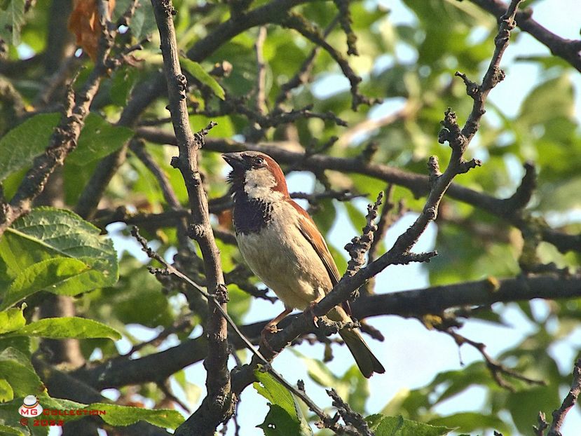 w-Vrabie 2-Sparrow 2 - PASARI - BIRDS