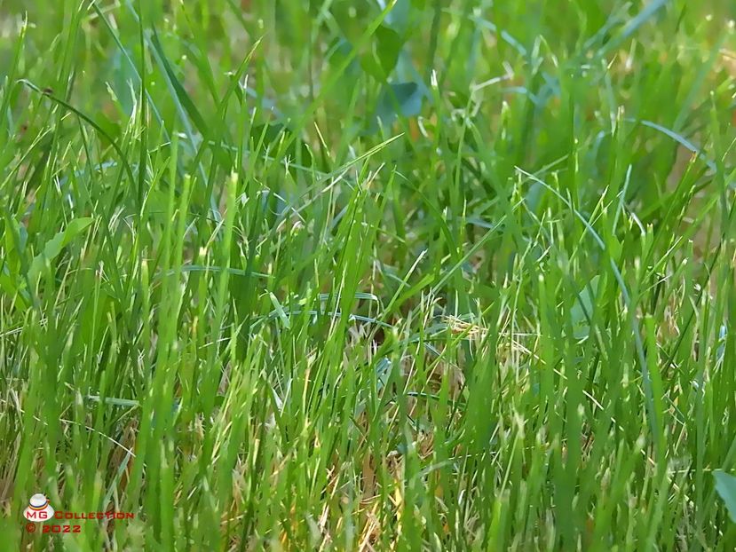 w-Iarba pura-Pure Grass - PEISAJE-PARCURI-PARKS-LANDSCAPES