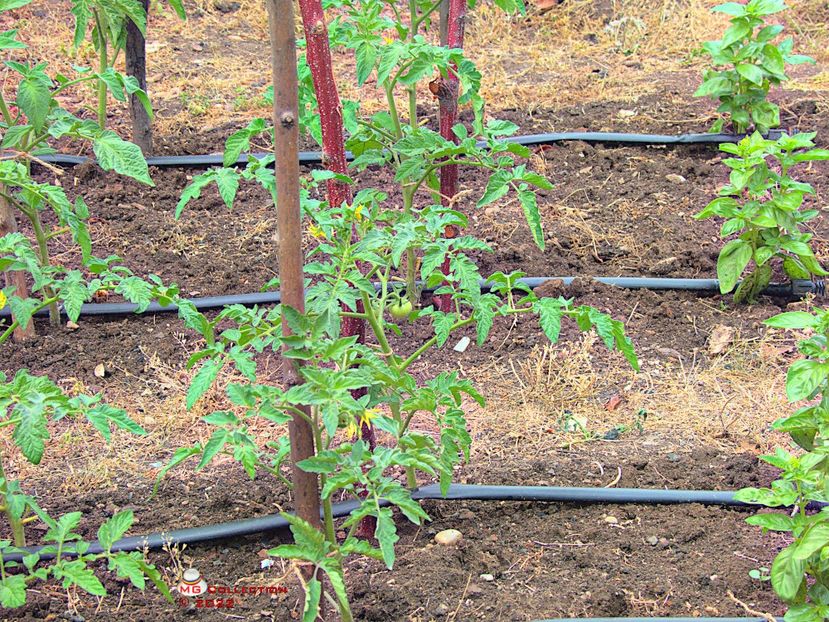 w-Tomate si busuioc-Tomatoes and basil - GRADINARIT-GARDENING